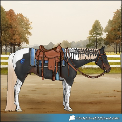 Horse Color:Liver Chestnut Tobiano Rabicano