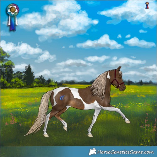 Horse Color:Chocolate Palomino Tobiano Rabicano 