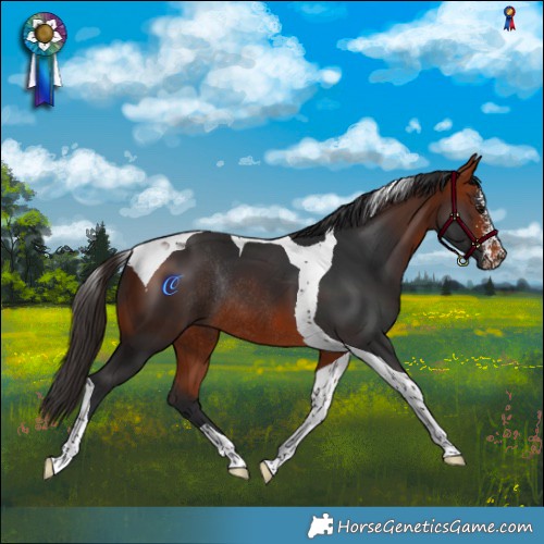 Horse Color:Bay Sabino Tobiano Rabicano