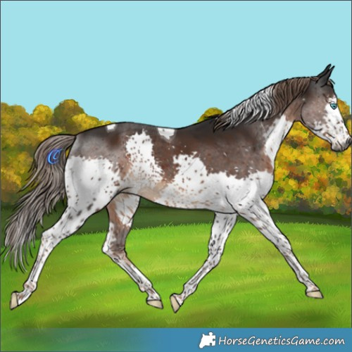 Horse Color:Gray Liver Chestnut Splash Tobiano Rabicano