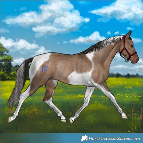 Horse Color:Liver Red Dun Tobiano Rabicano 