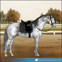 Horse Color:Bay Splash Tobiano Rabicano 