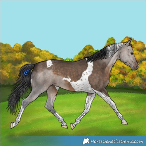 Horse Color:Brown Dun Tobiano