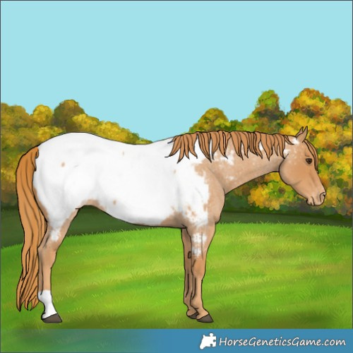 Horse Color:Red Roan Near Fewspot 
