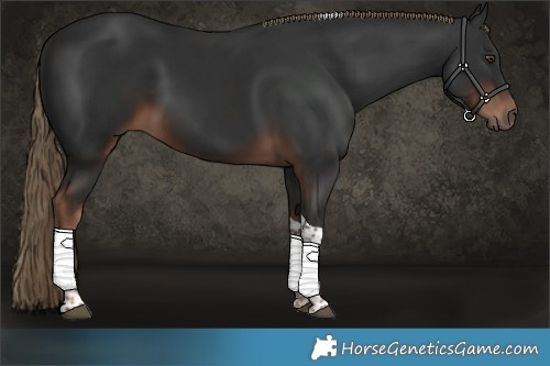 Horse Color:Liver Chestnut Tobiano 