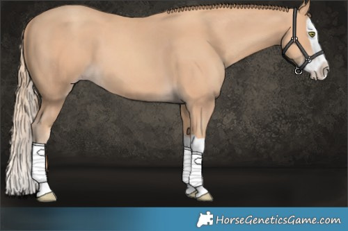 Horse Color:Gold Champagne Splash 