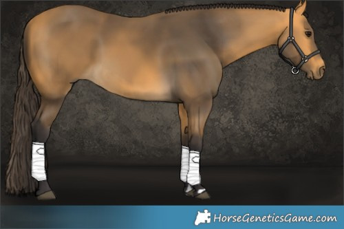 Horse Color:Buckskin 