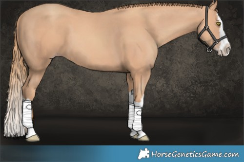 Horse Color:Gold Champagne Splash