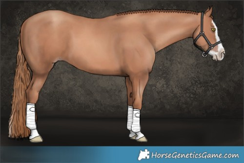 Horse Color:Gold Champagne Splash 