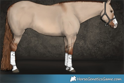 Horse Color:Red Dun