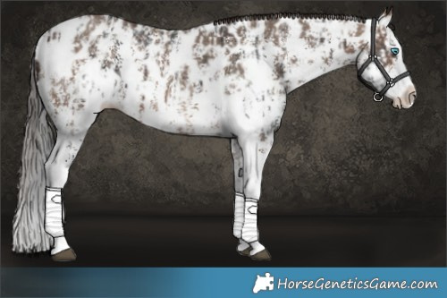Horse Color:Brown Sabino Splash Near Leopard  and Brown Dun Sabino Splash Near Leopard 