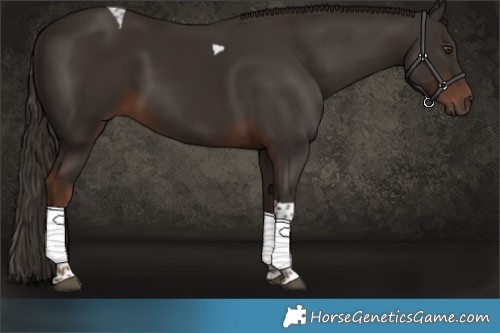 Horse Color:Liver Chestnut Tobiano