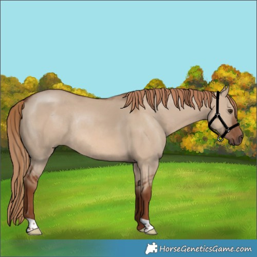 Horse Color:Red Dun Rabicano 
