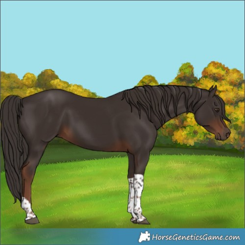Horse Color:Liver Chestnut Tobiano