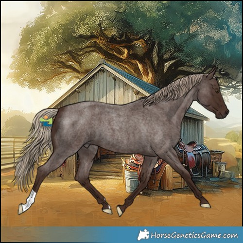 Horse Color:Liver Red Roan