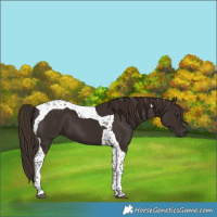 Horse Color:Liver Chestnut Tobiano 