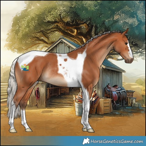 Horse Color:Silver Bay Tobiano Rabicano