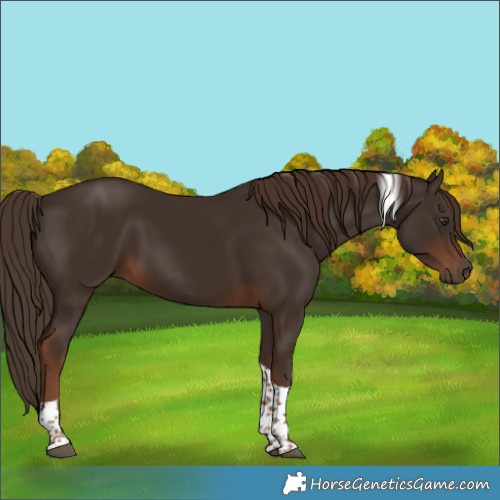 Horse Color:Liver Chestnut Tobiano 