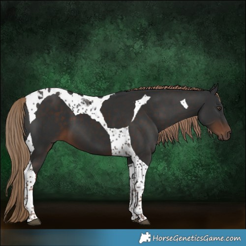 Horse Color:Liver Chestnut Tobiano 