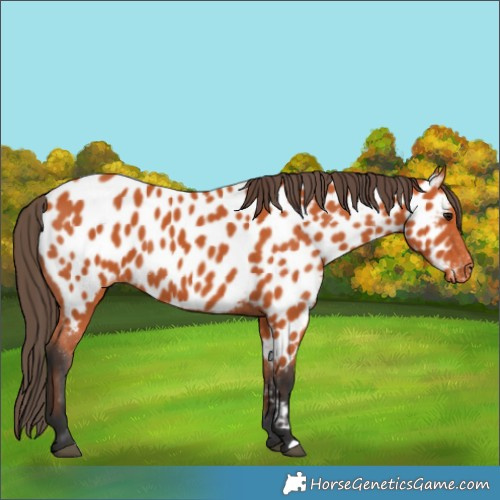 Horse Color:Bay Near Leopard