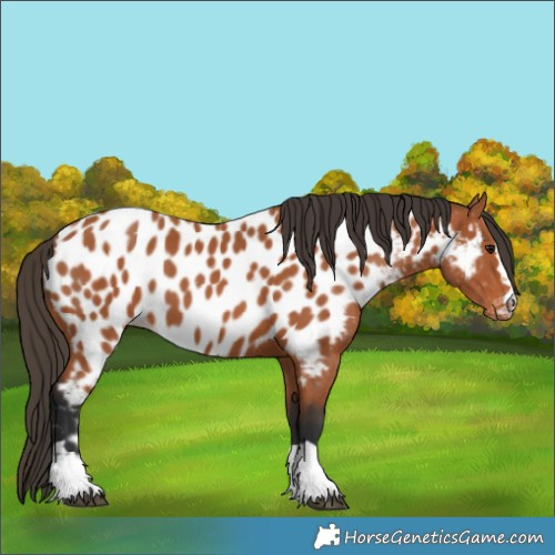 Horse Color:Bay Near Leopard 