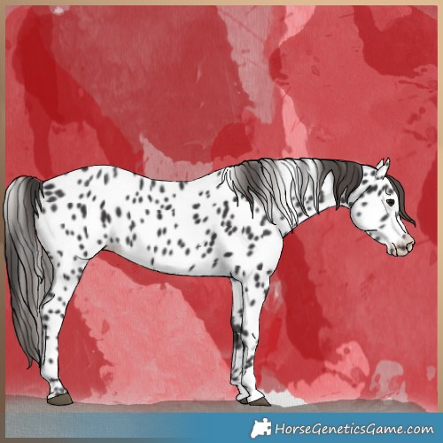 Horse Color:Smoky Black Near Leopard 