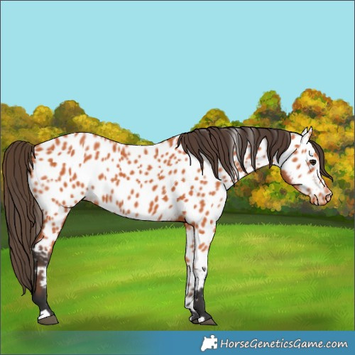 Horse Color:Bay Near Leopard