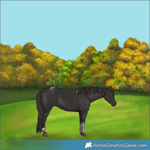 Horse Color:Liver Chestnut Tobiano