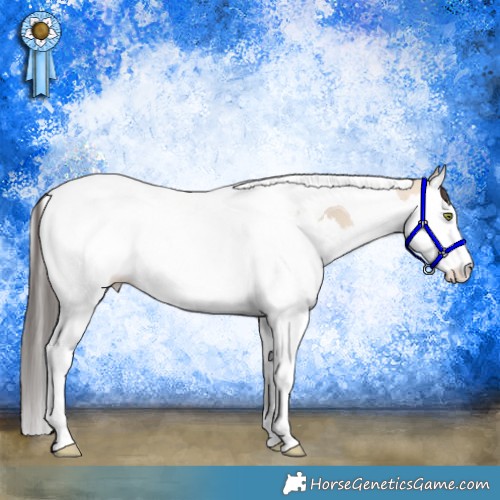 Horse Color:Amber Champagne Dun Splash Tobiano