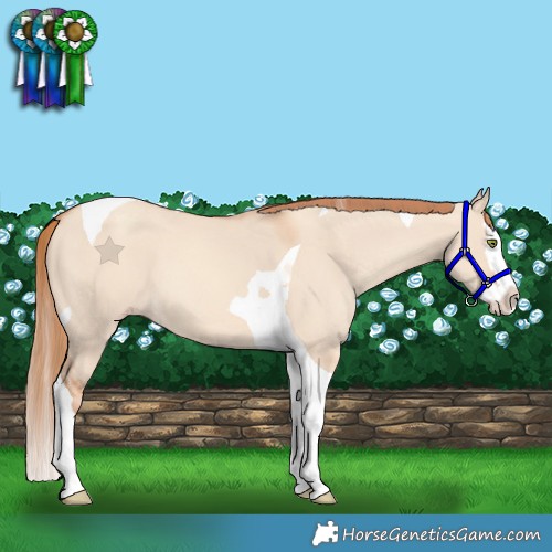 Horse Color:Gold Champagne Dun Splash Tobiano