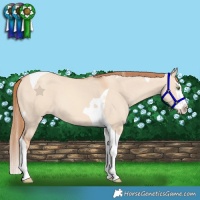 Horse Color:Gold Champagne Dun Splash Tobiano