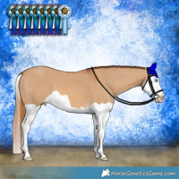 Horse Color:Red Dun Splash 