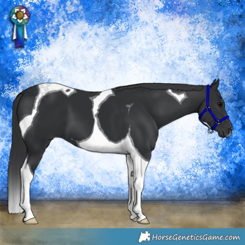 Horse Color:Black Tobiano