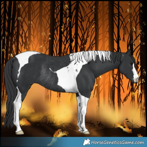 Horse Color:Black Tobiano Rabicano