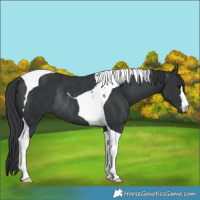 Horse Color:Black Tobiano Rabicano 