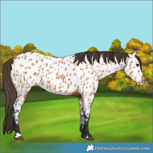 Horse Color:Bay Near Leopard