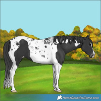 Horse Color:Black Tobiano Varnish 