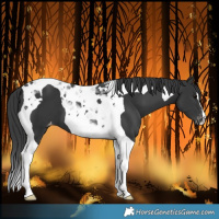 Horse Color:Black Tobiano Varnish 