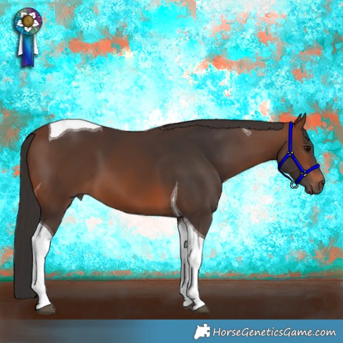 Horse Color:Brown Tobiano 