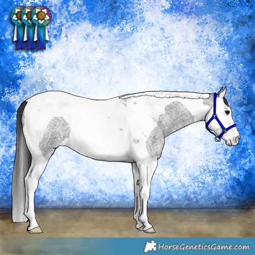 Horse Color:Blue Roan Splash Tobiano