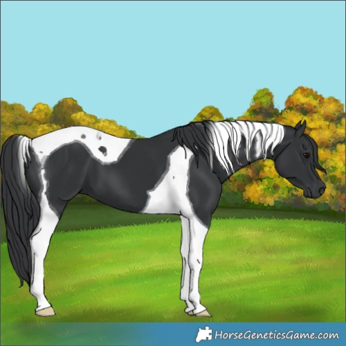 Horse Color:Black Tobiano