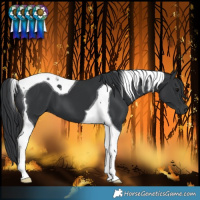 Horse Color:Black Tobiano 