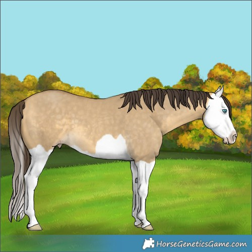 Horse Color:Sable Cream Champagne Dun Splash