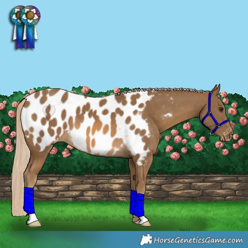 Horse Color:Chocolate Palomino Appaloosa