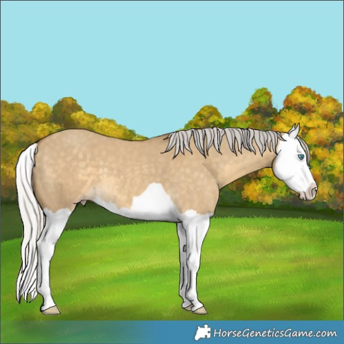Horse Color:Silver Classic Cream Champagne Dun Splash