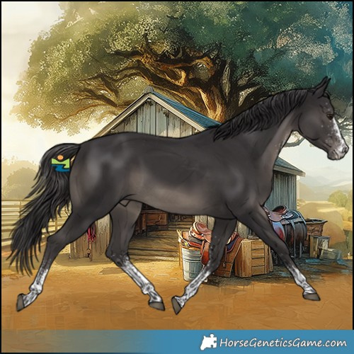 Horse Color:White Spotted Smoky Black