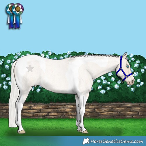Horse Color:Cremello Roan Tobiano