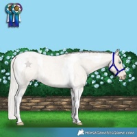 Horse Color:Cremello Roan Tobiano