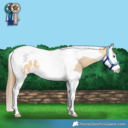 Horse Color:Amber Cream Champagne Dun Splash Tobiano Appaloosa 