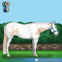 Horse Color:Amber Cream Champagne Dun Splash Tobiano Near Leopard